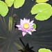 Lilli Flowers Photo 1
