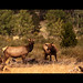 Rocky Rhoades Photo 12