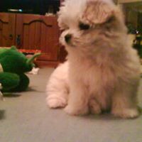 Teddy Lester Photo 11