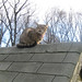 Virginia Wells Photo 30