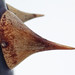 Rose Sharp Photo 13
