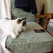 T Birdsong Photo 6