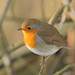 Robin Sharp Photo 24