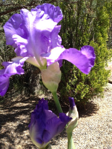 Judith Mclaughlin Photo 20