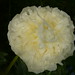 Shirley Rice Photo 27