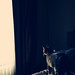 Amber Howell Photo 36