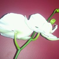 Deborah Whitt Photo 17