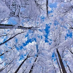 Li Cheng Photo 25