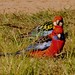 Rosella Harris Photo 14