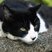 Henry Sommers Photo 9