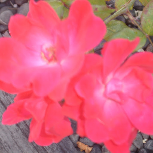 Heidi Goodman Photo 26