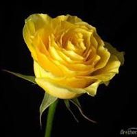 Janice Dow Photo 24