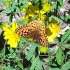 Andrea Partridge Photo 26