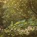 Richard Doyle Photo 39