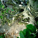 Walter Root Photo 12