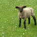 Robin Lamb Photo 7