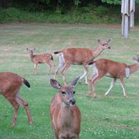 Fred Rose Photo 49