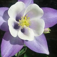 Janet Mcvey Photo 14