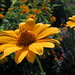 Susan Abrahams Photo 9