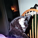 Ross Iverson Photo 6