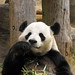 Gao Yang Photo 21