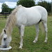 Connie Thornton Photo 19