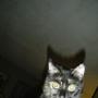Connie Cooley Photo 22