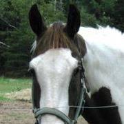 Ellen Pitts Photo 29