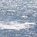 Robin Kite Photo 11