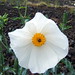 Kala White Photo 24