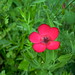 Sara Flowers Photo 12