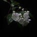 Laurel Rowe Photo 10