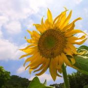 Kwok Lau Photo 12