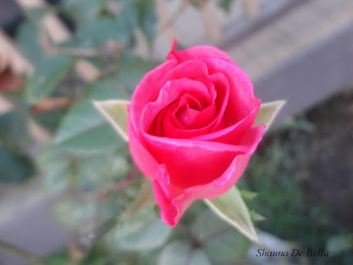 Diana Montgomery Photo 21