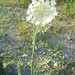 Anne Caraway Photo 5