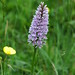 June Wood Photo 10