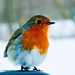 Glen Robins Photo 15