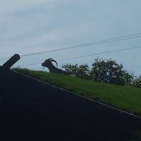 Casey Peterson Photo 17