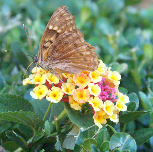 Karen Foreman Photo 8