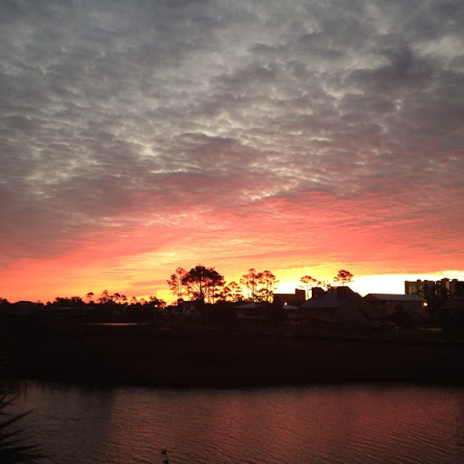 Dianne Cook Photo 6