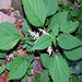Virginia Nettles Photo 9