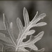 Dusty Gray Photo 16