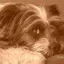 Kimberly Gilman Photo 28