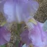 Catherine Link Photo 28