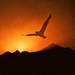 Dawn Leader Photo 9