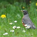Robin Yates Photo 15