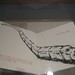 Scott Colson Photo 19