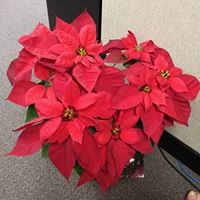 Elizabeth Byrd Photo 25