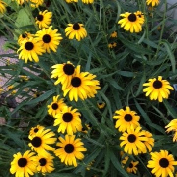 Lois Nelson Photo 34