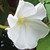 Barbara Moss Photo 37